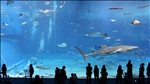 Kuroshio Sea - 2nd largest aquarium tank in the world on Vimeo